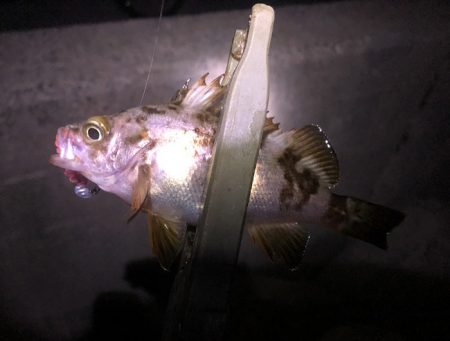 今宵も月が綺麗でした