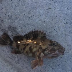 スーパームーン下にて