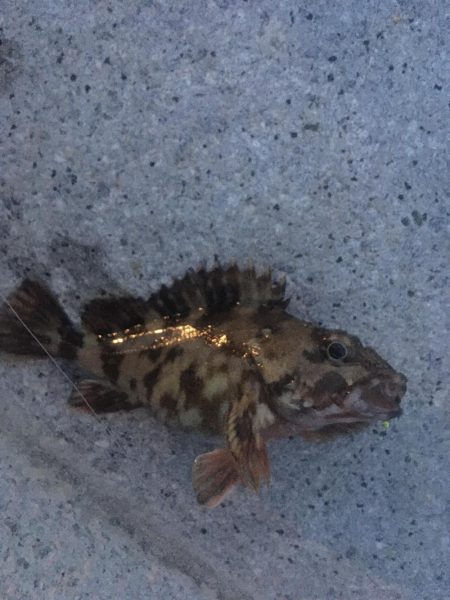 スーパームーン下にて