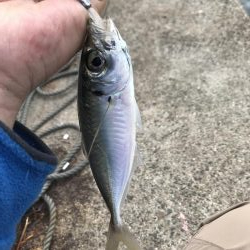 でいめばあじんぐ