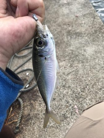 でいめばあじんぐ