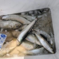 イワシはまだ居た！しかも、丸々太ってきた⁉︎