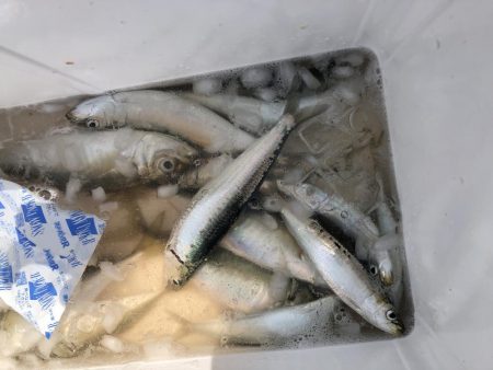 イワシはまだ居た！しかも、丸々太ってきた⁉︎