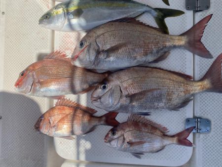 タイラバ　しぶしぶ