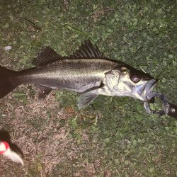 バタ抜け開幕!!