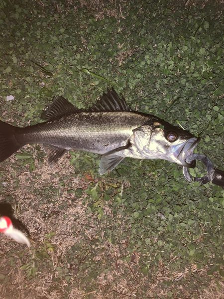 バタ抜け開幕!!