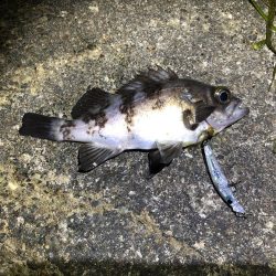 エギングタックルでシーバスとメバル