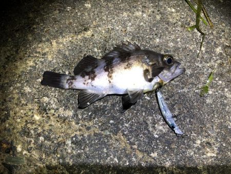 エギングタックルでシーバスとメバル