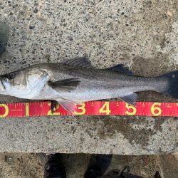 メバリング→シーバス→アジング