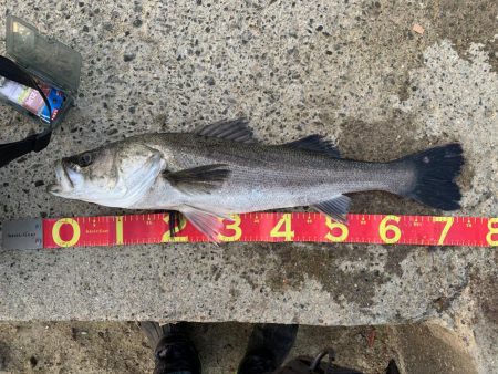 メバリング→シーバス→アジング