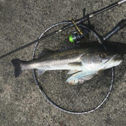 デイゲームランカー