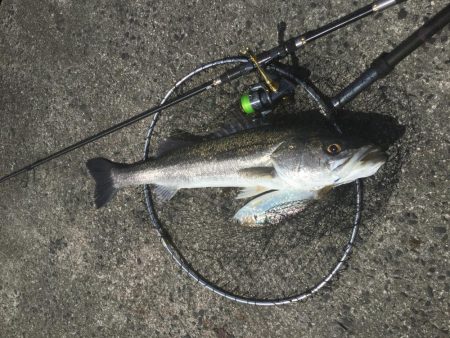 デイゲームランカー