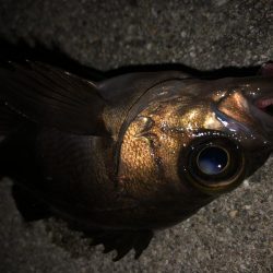 もっとアジが釣りたい