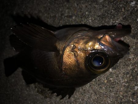 もっとアジが釣りたい