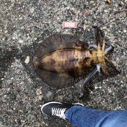 【2.4kg】エギング初釣果！