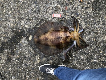 【2.4kg】エギング初釣果！