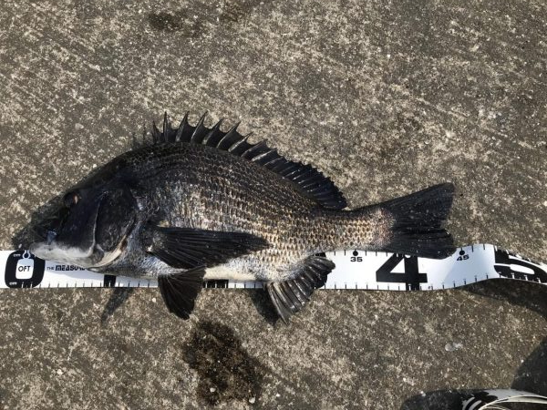 イチノ兄弟、釣果！