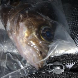 爆風釣行は凹む