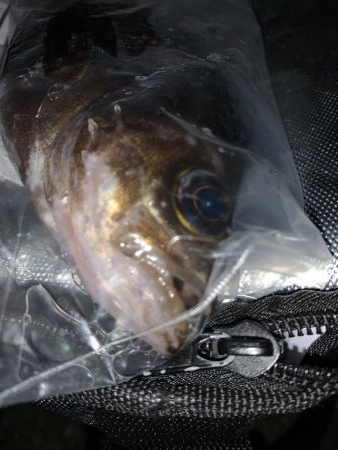 爆風釣行は凹む