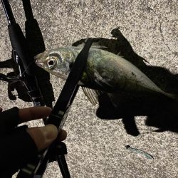 渋めのアジング