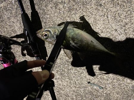 渋めのアジング