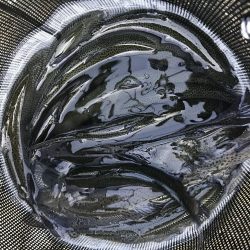 北田原マス釣り場