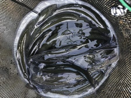 北田原マス釣り場