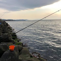 小アジ釣れ始め