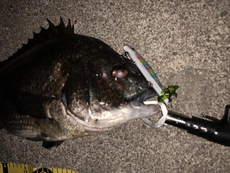 僕達は如意棒 バチシーズン編