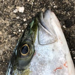 ヒラマサトップ