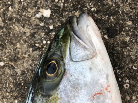 ヒラマサトップ