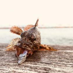 メバリング時々ガシリング