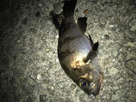 時合いは一投目