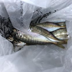 アジ爆釣