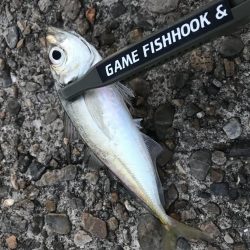 連日調査アジング