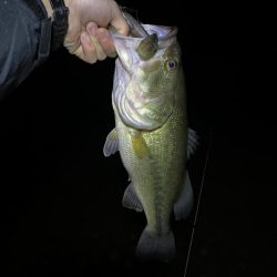 久しぶりの、バッスン