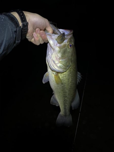 久しぶりの、バッスン