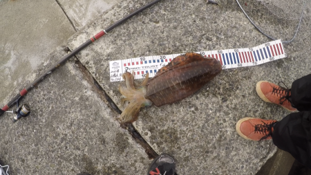 今季、初ヤエン