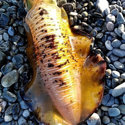 これからが、春イカの季節ですね!!