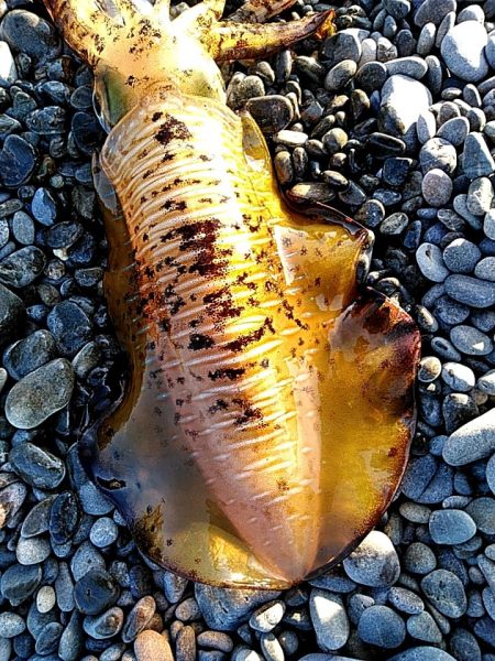 これからが、春イカの季節ですね!!