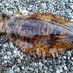 春イカの季節到来か??