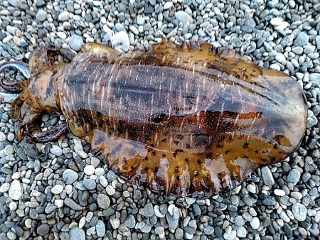 春イカの季節到来か??