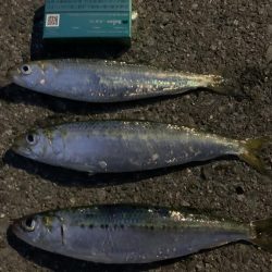 美味のマイワシを求めて