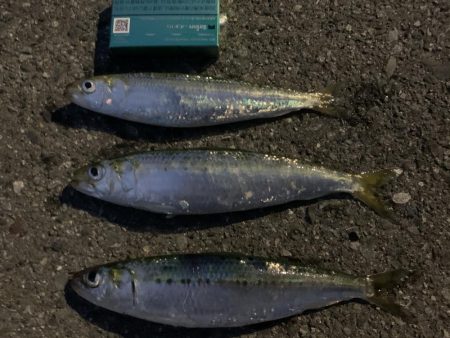 美味のマイワシを求めて