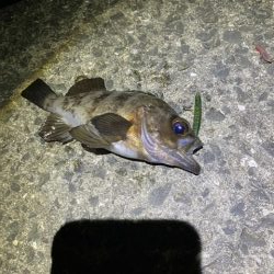 メバリング 好調