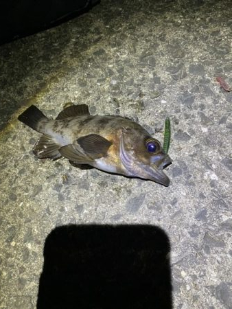 メバリング 好調