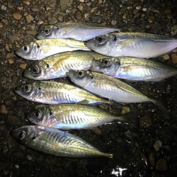 ええアジ居ました