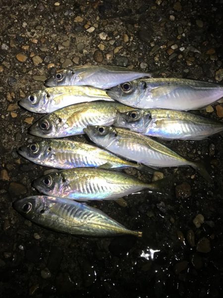 ええアジ居ました