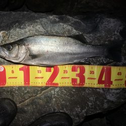 ゲストにヒラスズキ