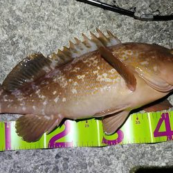 シーバス&アコウ